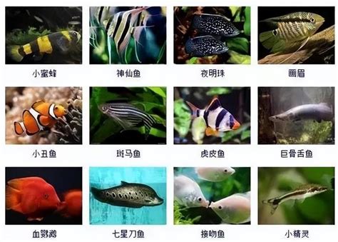 觀賞魚品種